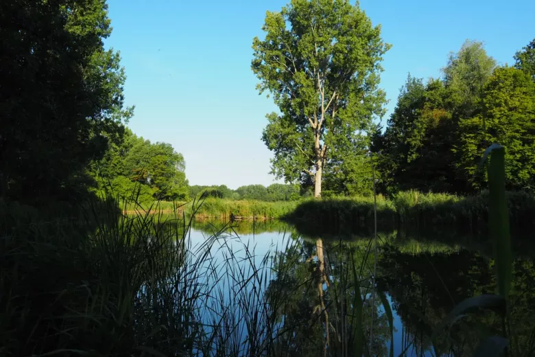 Delftse Hout