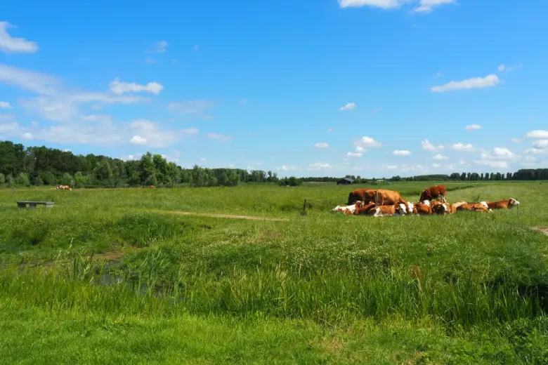 Hoeve Biesland