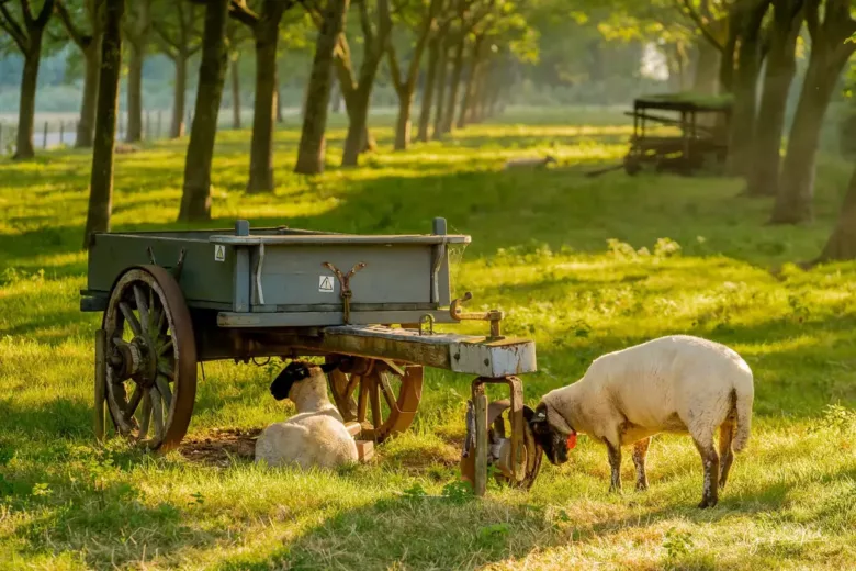 Omgeving B&B